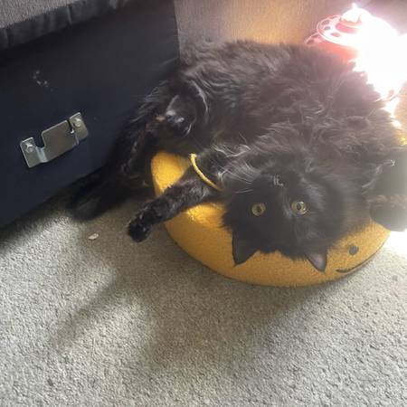 Missing cat (Algonquin)63844236283649121