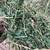 Alfalfa 2 thumbnail
