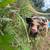 Kune Kune Piglets – Gilts & Barrow – Ready 6 thumbnail
