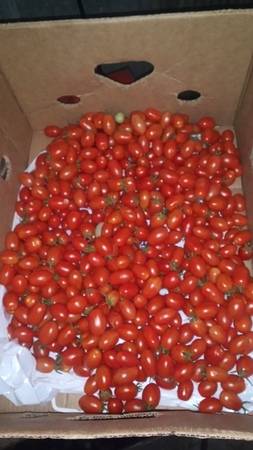 Grape tomatoes 1