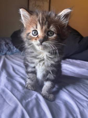 Maine Coon Kittens!! (Nashville)63924865368194122