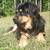Handsome Young Pup 2 thumbnail