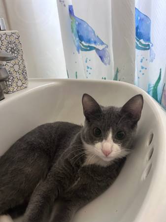 Momma cat and 6month baby (free) (Berkeley)63941740017283120