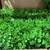 ARTIFICIAL GREENERY PANELS – FREE SHIPPING – 36 SQFT PER PACK 4 thumbnail
