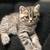 Scottish Fold kittens 3 thumbnail
