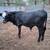 Heifers becerros 4 thumbnail