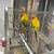 Sun conure pair 3 thumbnail