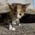 Rehoming kittens 2 thumbnail
