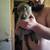 13 week old pitbull puppies 1 thumbnail