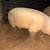 Meat pigs 1.00 lb 1 thumbnail