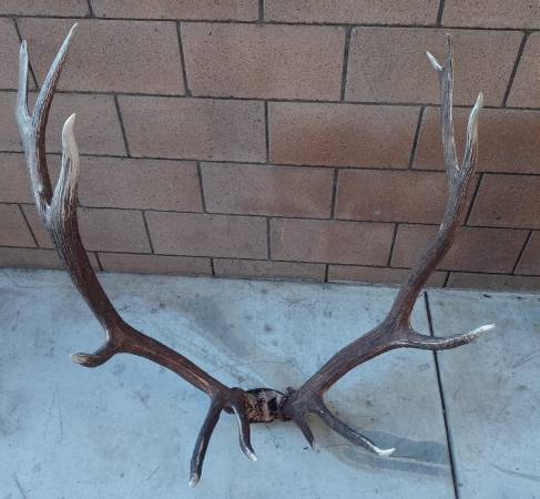 Large Elk Antler for Mounting/ Home, Cabin, Ranch Decor 1