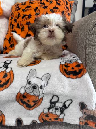 Female Shih Tzu puppy (New Caney Tx)63859317265283124