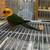 Sun conure X Jenday proven pair & Mitred Conure 4 thumbnail