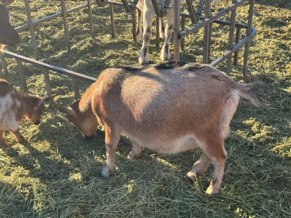 Nigerian Dwarf Bonded Siblings 1
