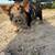 Kune kune piglets 20 thumbnail