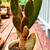 So Many Pretty Plants, starting at $5 8 thumbnail