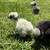 Silkie chicks 11 thumbnail