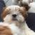Pure bred shih tzu puppies 13 thumbnail