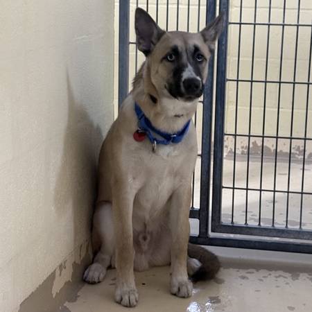 Found dog on Camp Horne Rd in Ben Avon area. 1