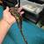 Ball pythons 30$ 3 thumbnail