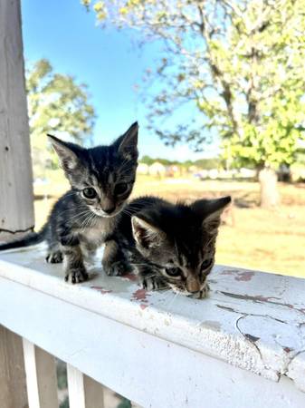 Two taby kittens (Shawnee)63670591408771120
