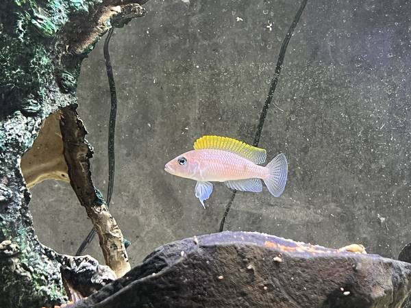 Aquarium Fish & Plants...Cichlids, Plecos, Guppies, Endlers and Shrimp 1