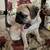 Pug Puppies 6 thumbnail