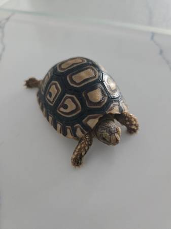 Leopard Tortoise 1