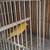 Canaries 8 thumbnail