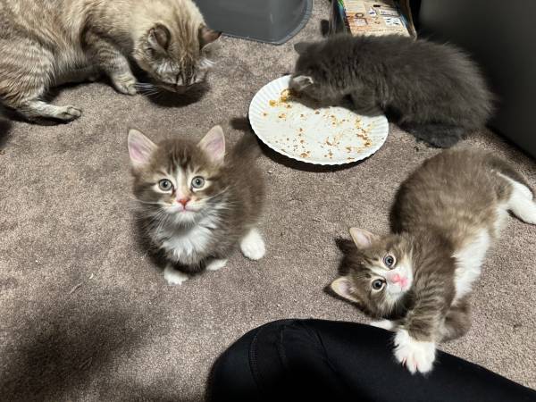 Gatitos Ragdoll/ Main Coon63882278543363122