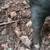 Purebred Mulefoot Sow. Born 3-11-23.  Tame and easy to manage. 2 thumbnail
