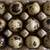 Jumbo Coturnix Quail 5 thumbnail