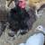 Frizzle (rooster) 4 thumbnail