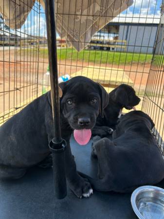 Cachorros Cane Corso (Greenville)63661373033347124