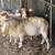 Male Goats 1 thumbnail