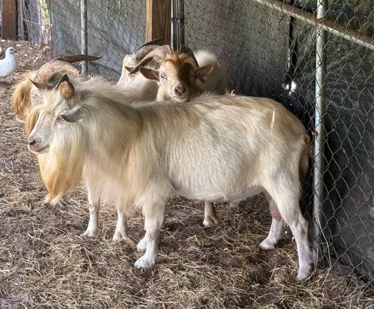 Male Goats 1