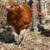 Poultry: Chickens & Ducks & Quail 3 thumbnail