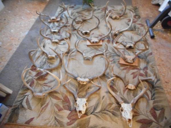 Deer Skulls / Skull Caps Antlers 1