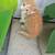 Cat with kittens needs home 2 thumbnail