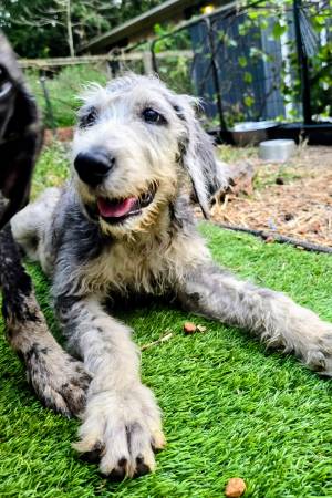 Danoodles great dane x poodle (Brundidge)63905678192258122