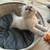 Beautiful British longhair kittens 22 thumbnail