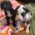 Great Danes for Adoption 4 thumbnail