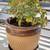 Mature Lantana & Succulent Plants In Pot 3 thumbnail