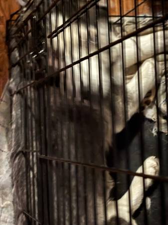 husky in need of a home63829900132353120