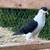 Afghan pigeons/pigeons 5 thumbnail