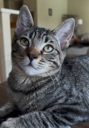 Rescued male kitten is looking for a home (santa cruz)63696416675843121