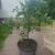 Meyer lemmon tree 1 thumbnail