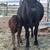 Cow pair 3 thumbnail