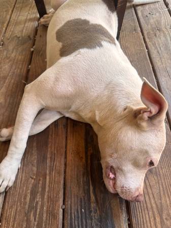 Cachorra pit de nariz roja hembra (Thomaston Ga)63664482262787120