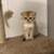 Nice and sweet golden Scottish fold girl kitty cat 6 thumbnail